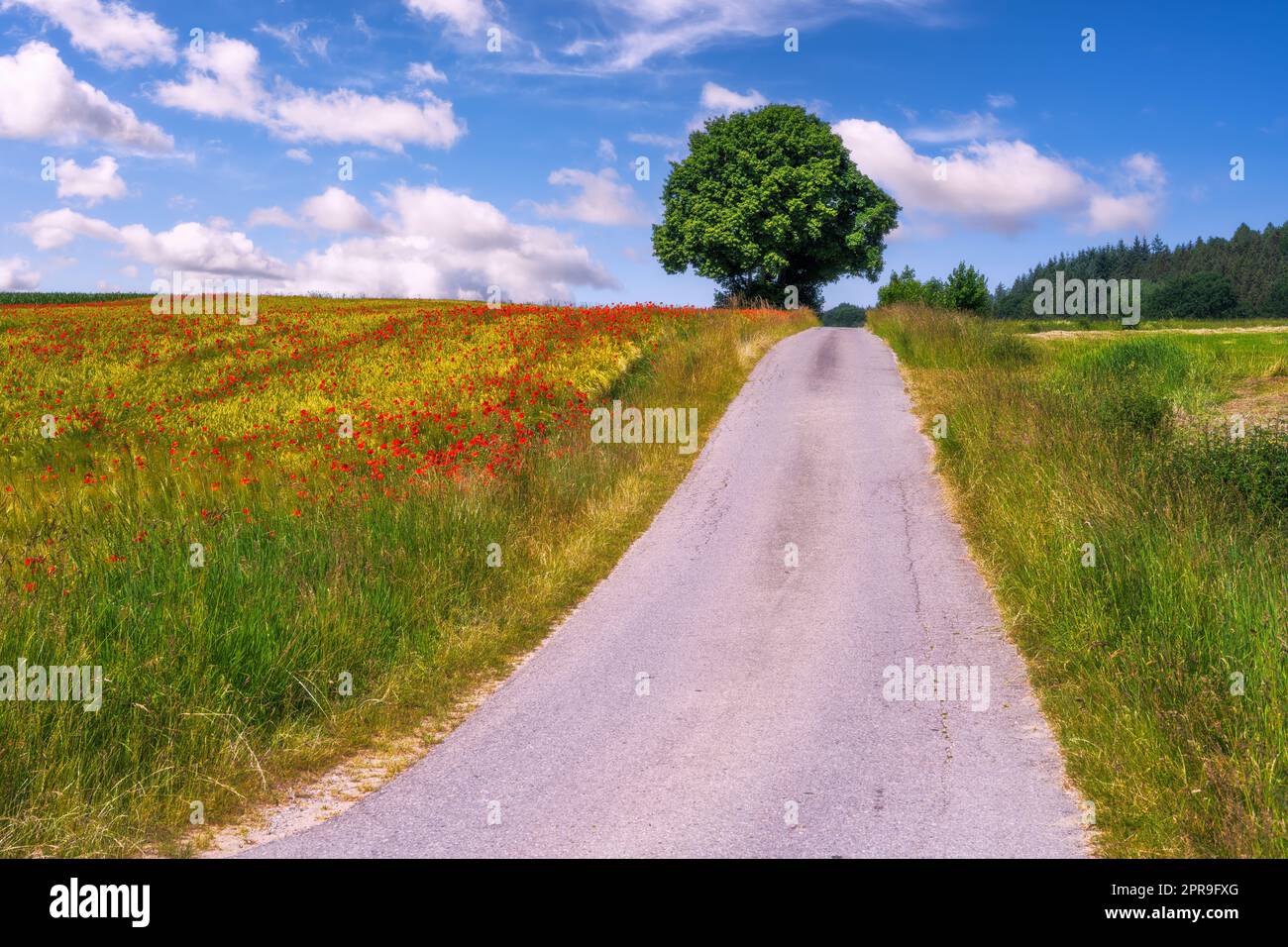 Ländliche Landschaft mit Maisfeld und rotem Mohn Stockfoto