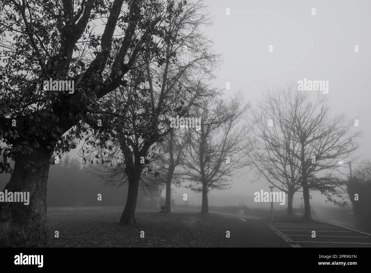 Schwarz-weiße Szene mit blattlosen Bäumen für Halloween-Tag Hintergrund. Bäume neben der Straße im Nebel. Halloween-Nacht-Hintergrund. Tod, traurig, hoffnungslos und Verzweiflung Konzept. Tote Äste. Stockfoto