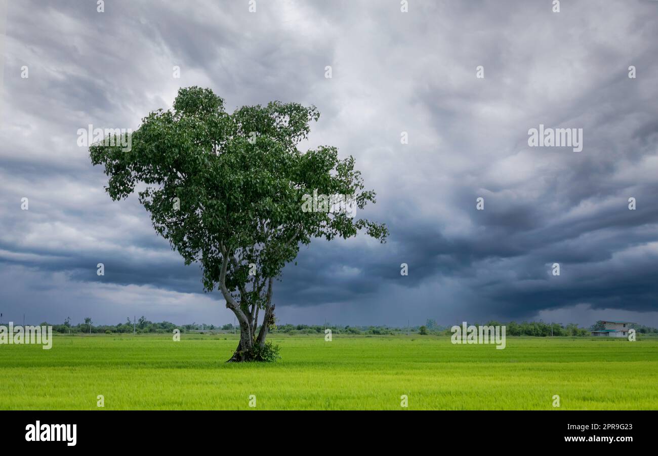 Baum in grünem Reisfeld mit bedecktem Himmel. Landwirtschaftliches Feld in der Regenzeit mit stürmischem Himmel. Schönheit in der Natur. CO2-Gutschrift und CO2-neutrales Konzept. Saubere Umgebung. Bio-Reisfarm. Stockfoto