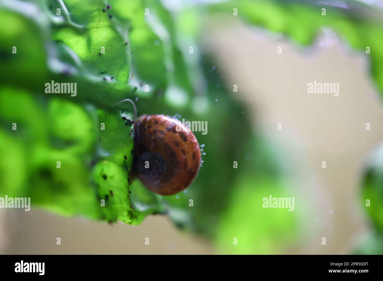 Eine Hornschnecke im Aquarium. Seine Hülle hat die Form eines Horns. Stockfoto