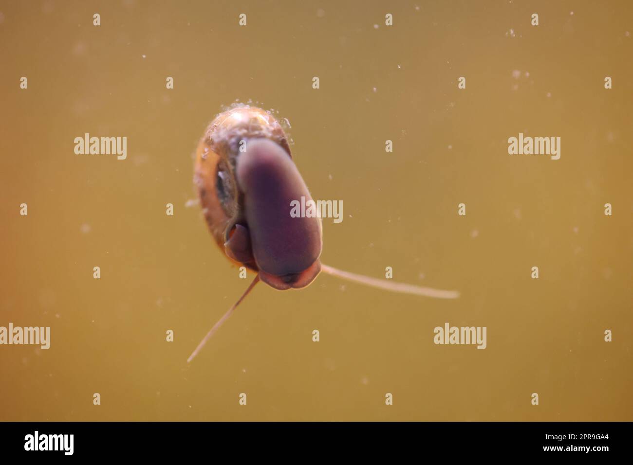Eine Hornschnecke im Aquarium. Seine Hülle hat die Form eines Horns. Stockfoto
