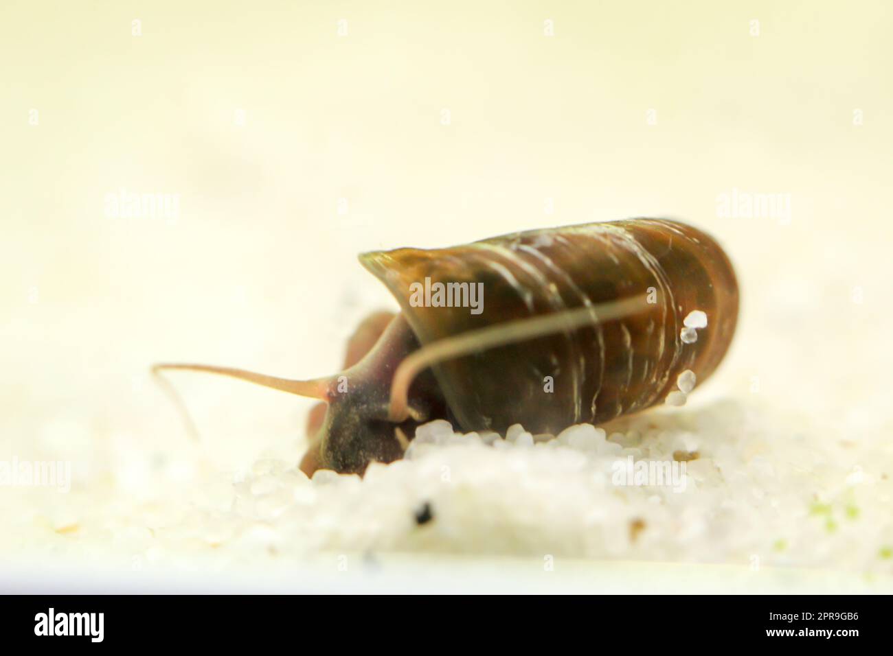Eine Hornschnecke im Aquarium. Seine Hülle hat die Form eines Horns. Stockfoto