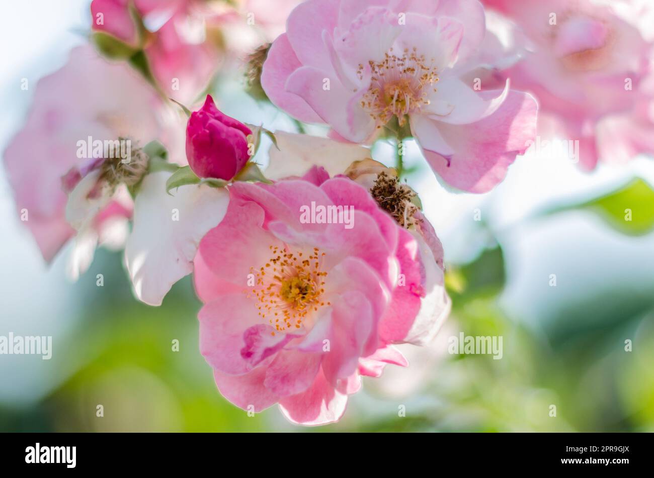 Rosen in Blüte, Sommerhintergrund Stockfoto