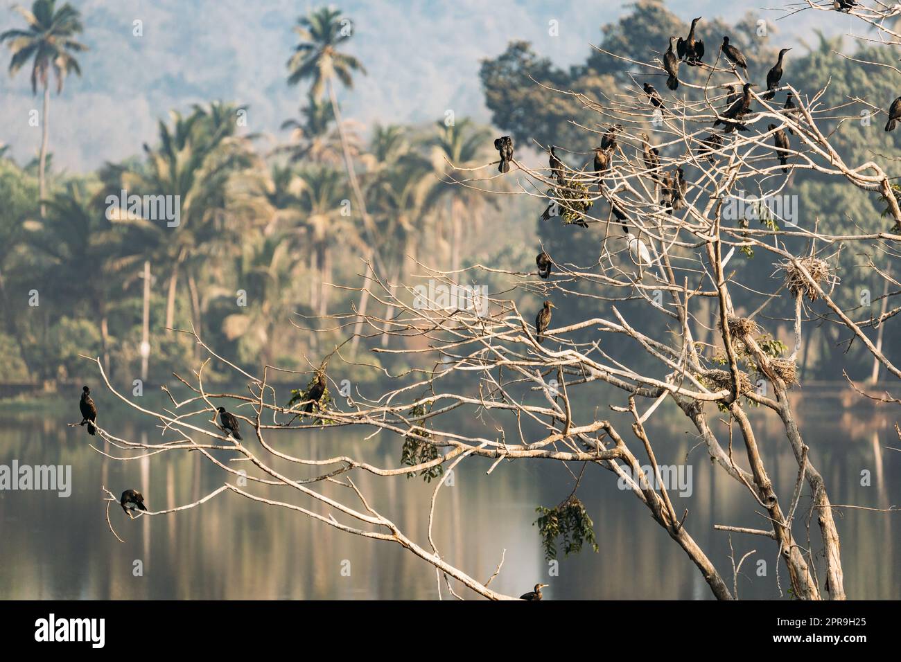 Carambolim Lake, Goa, Indien. Die Indischen Kormorane Sitzen Am Sonnigen Morgen Auf Baumästen. Indian Shag (Phalacrocorax Fuscicollis) ist ein Mitglied der Familie Cormorant Stockfoto