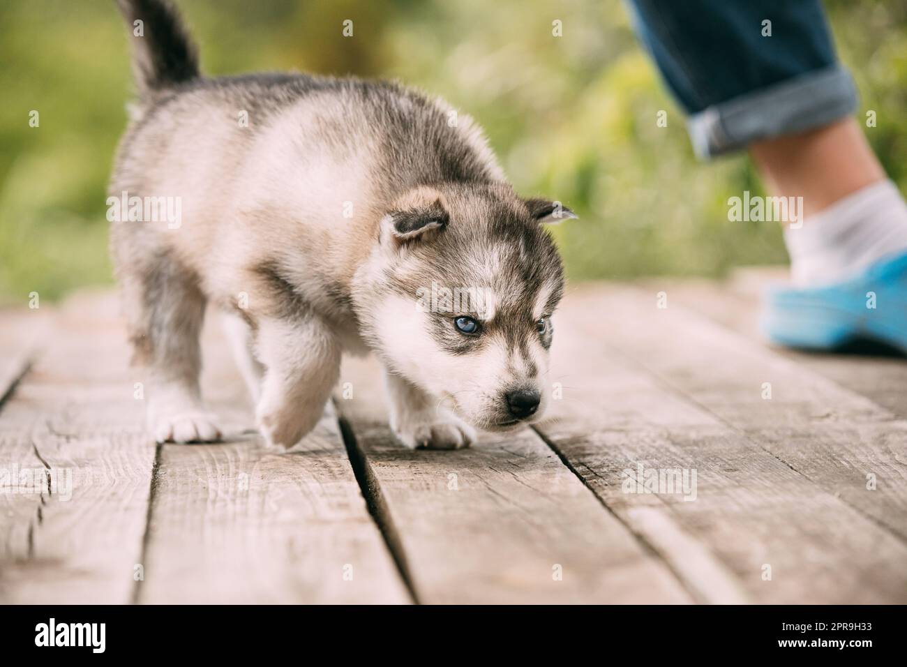 Der vierwöchige Husky-Welpe in weiß-grauer Farbe sitzt auf Holzboden Und Schnüffelt Es Stockfoto