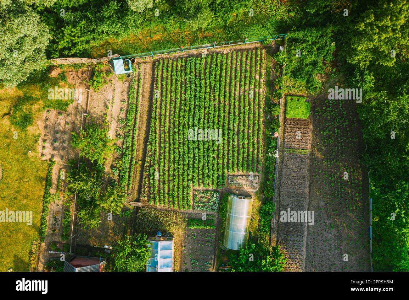 Luftaufnahme Des Gemüsegartens In Kleinstadt Oder Dorf. Kartoffelplantage Und Gewächshaus Am Sommerabend. Village Garden Betten Stockfoto