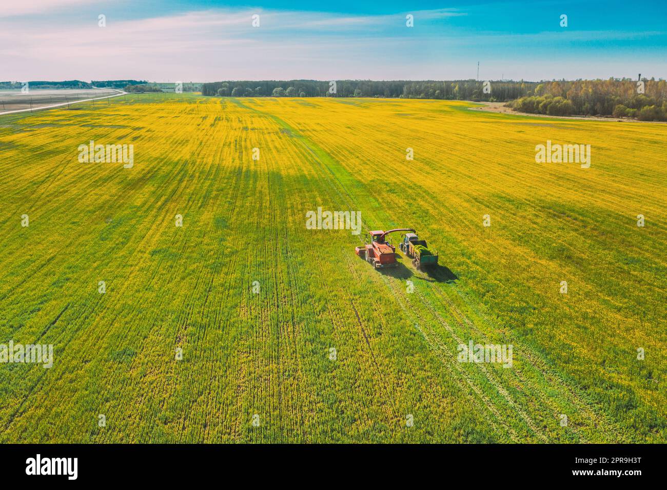 Luftaufnahme Der Ländlichen Landschaft. Mähdrescher Und Traktor Arbeiten Im Feld Zusammen. Ernte Von Ölsaaten Im Frühjahr. Landwirtschaftliche Maschinen, Die Blooming Rapeseeds Canola Colza Sammeln. Erhöhte Aussicht Stockfoto
