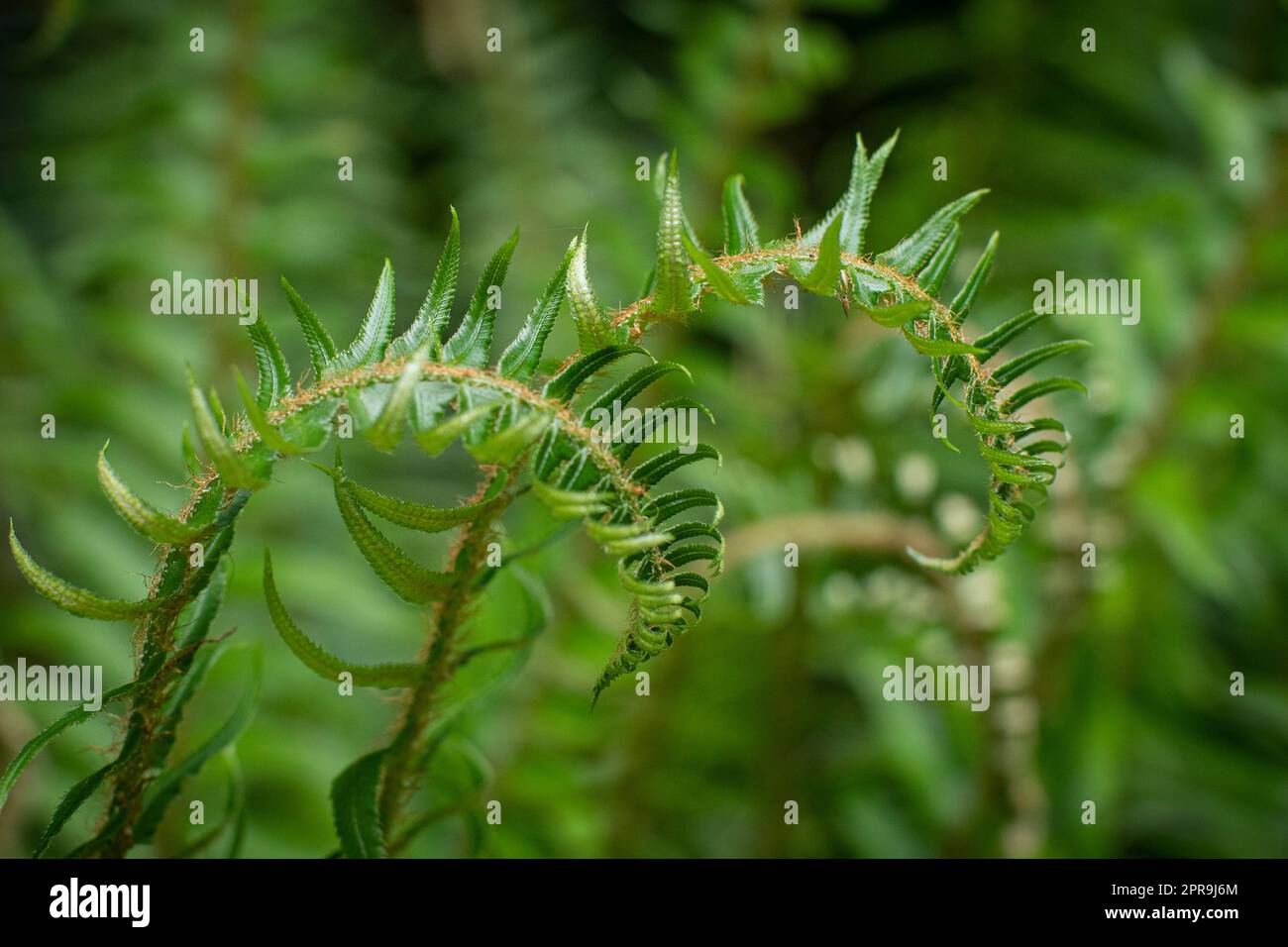 Wunderschöne üppig grüne Farne Stockfoto