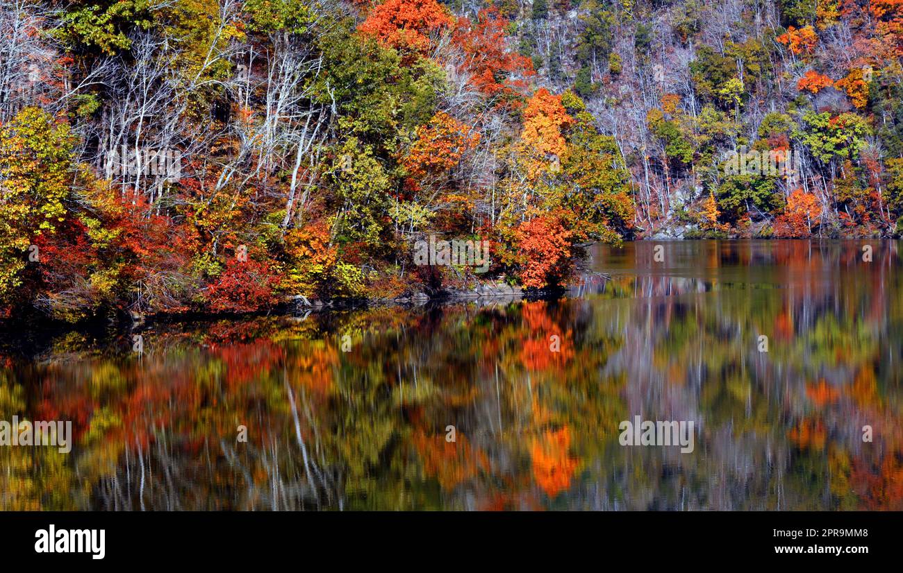 Das wunderschöne Herbstorange und Gold spiegeln sich in den ruhigen Gewässern des North Holston River in Kingsport, Tennessee, wider. Stockfoto