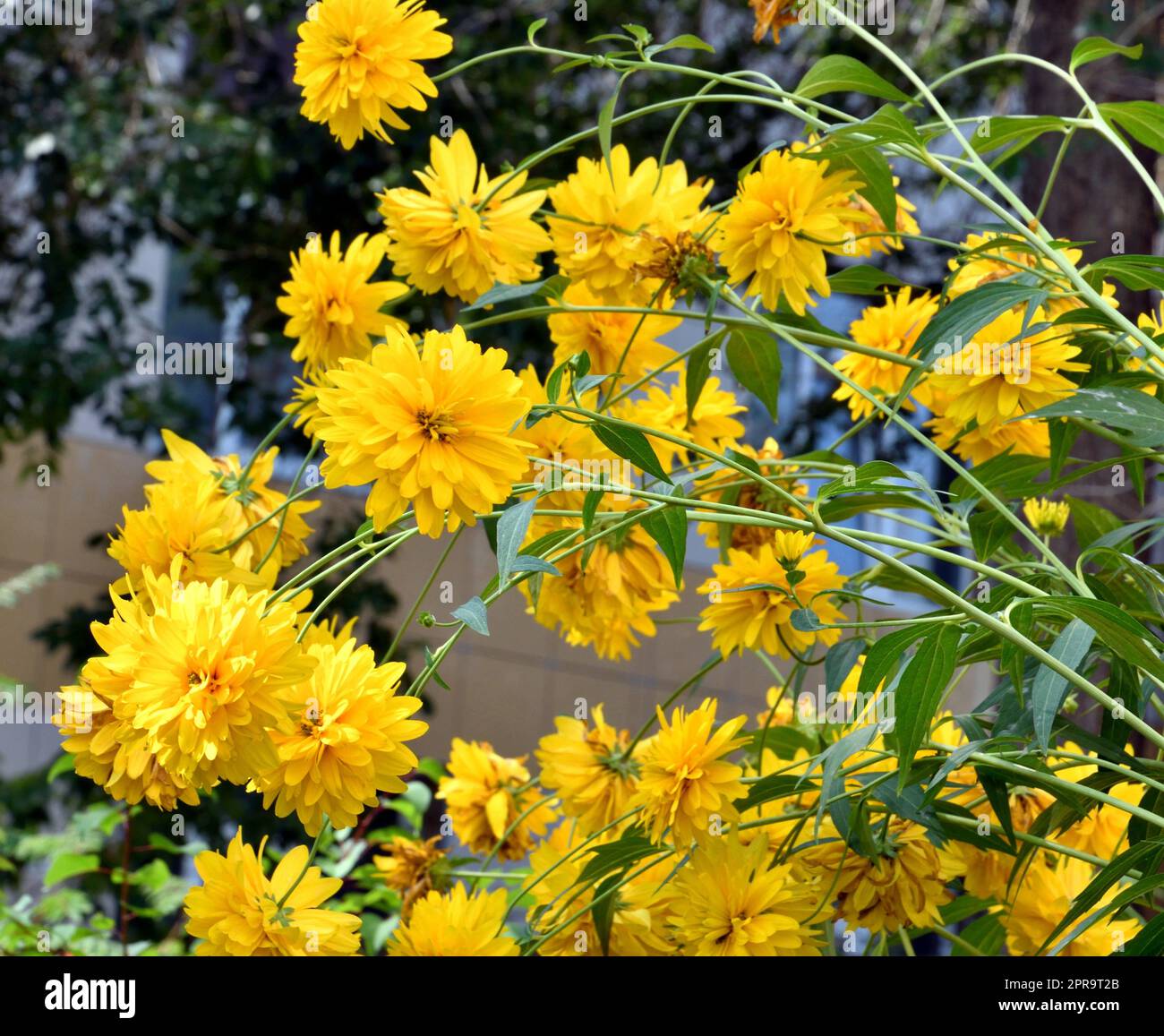 Gelbe Rudbeckia Blumen goldene Kugeln Stockfoto