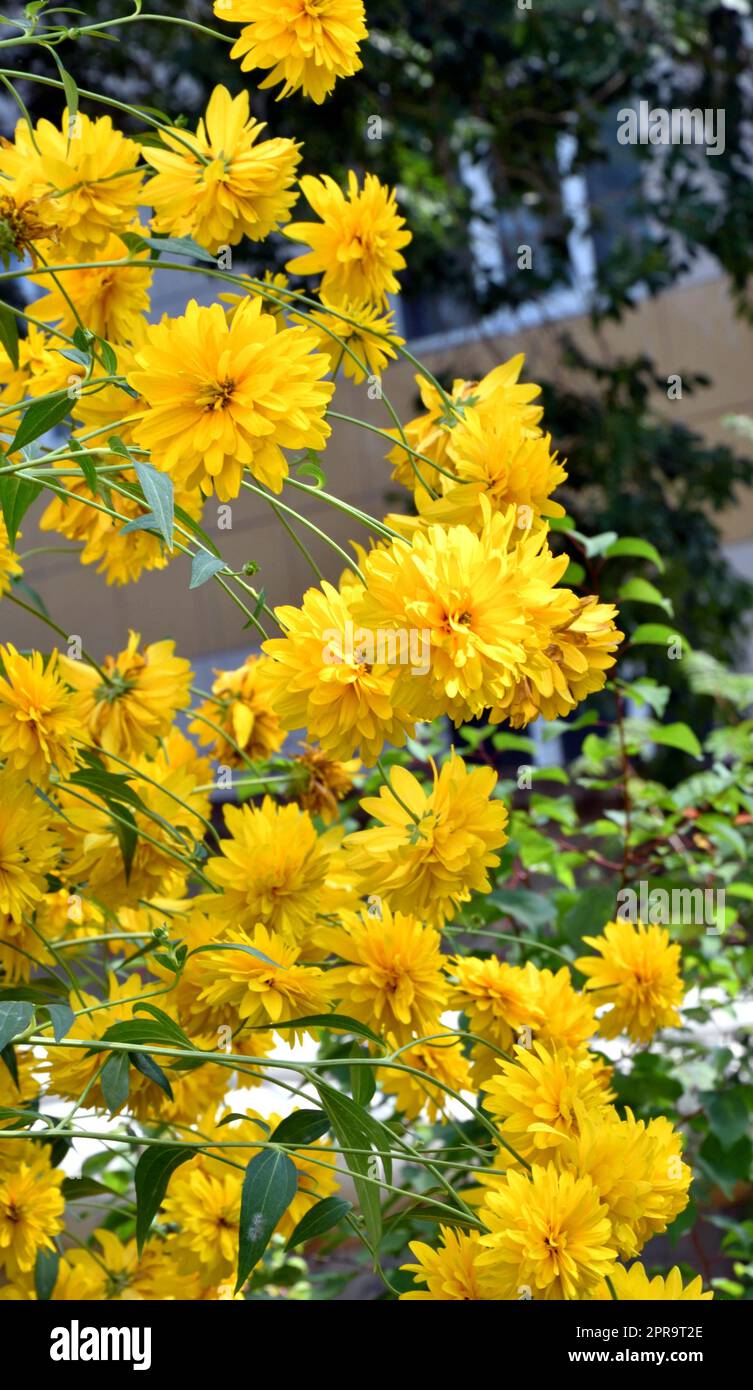 Gelbe Rudbeckia Blumen goldene Kugeln Stockfoto