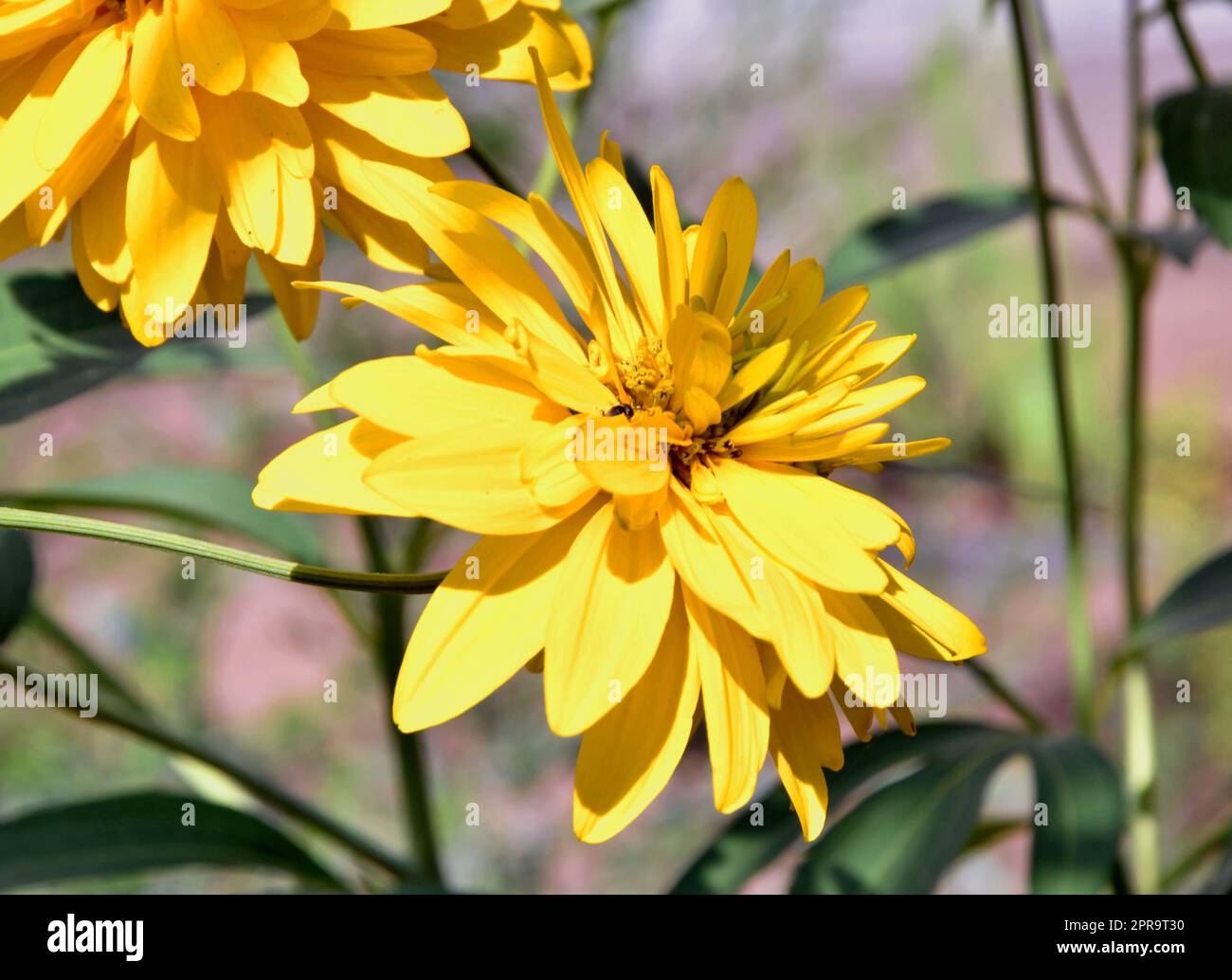 Gelbe Rudbeckia Blumen goldene Kugeln Stockfoto