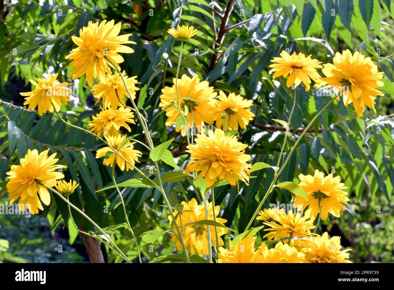 Gelbe Rudbeckia Blumen goldene Kugeln Stockfoto