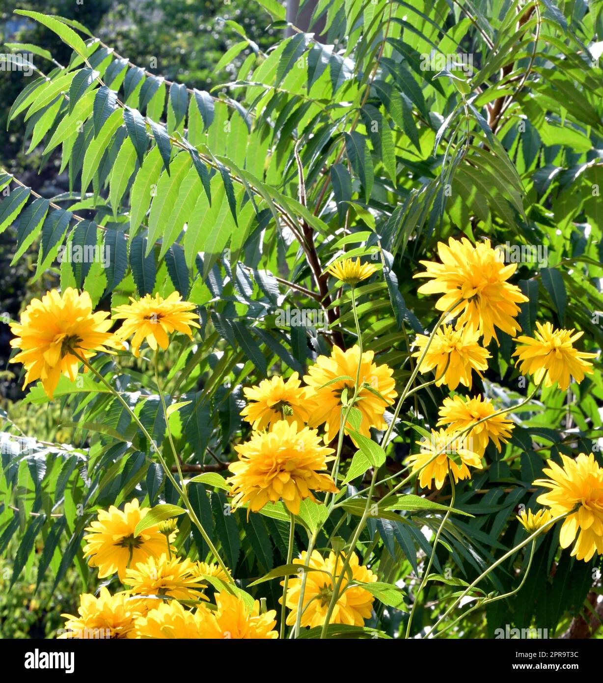 Gelbe Rudbeckia Blumen goldene Kugeln Stockfoto