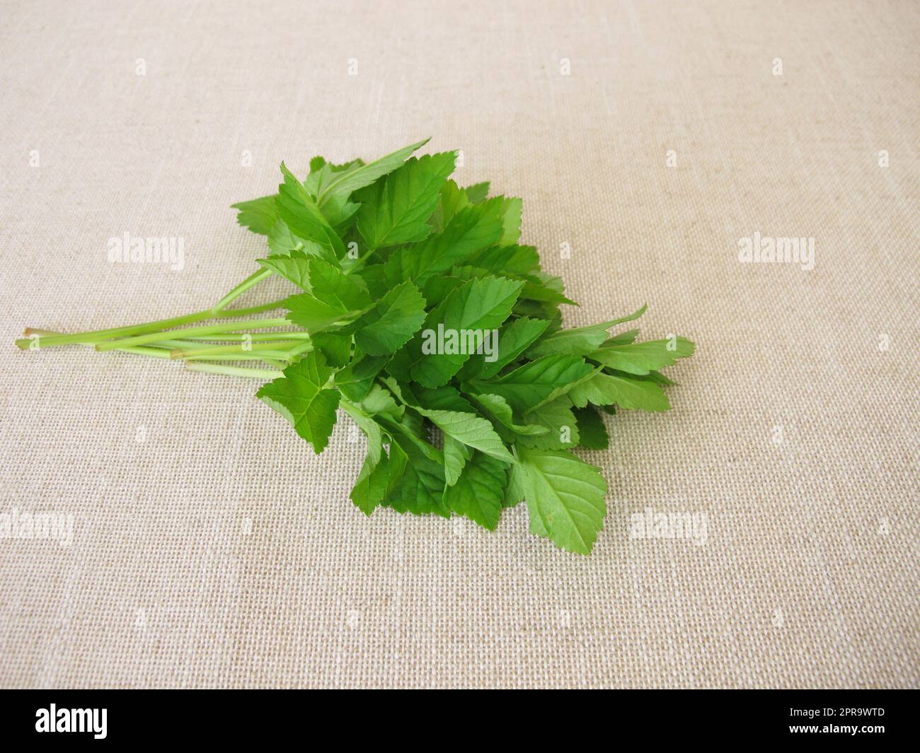 Ein Kräuterstrauß mit Goutweed Stockfoto