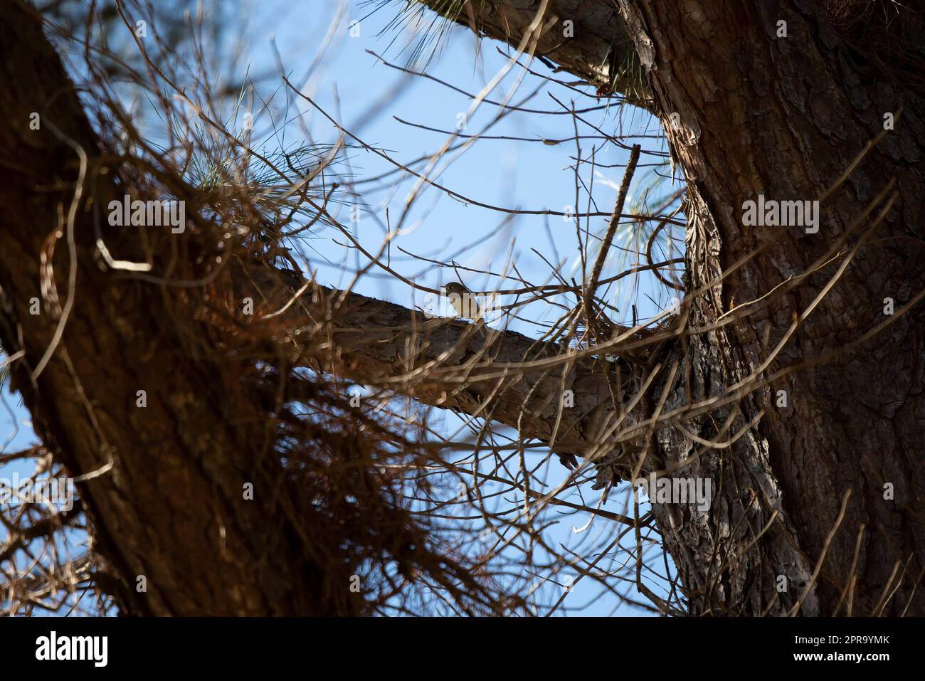 Rubinkönigin auf einem Baum Stockfoto