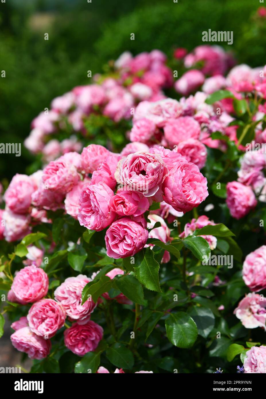 Rosa blühende Bettrosen im Garten Stockfoto