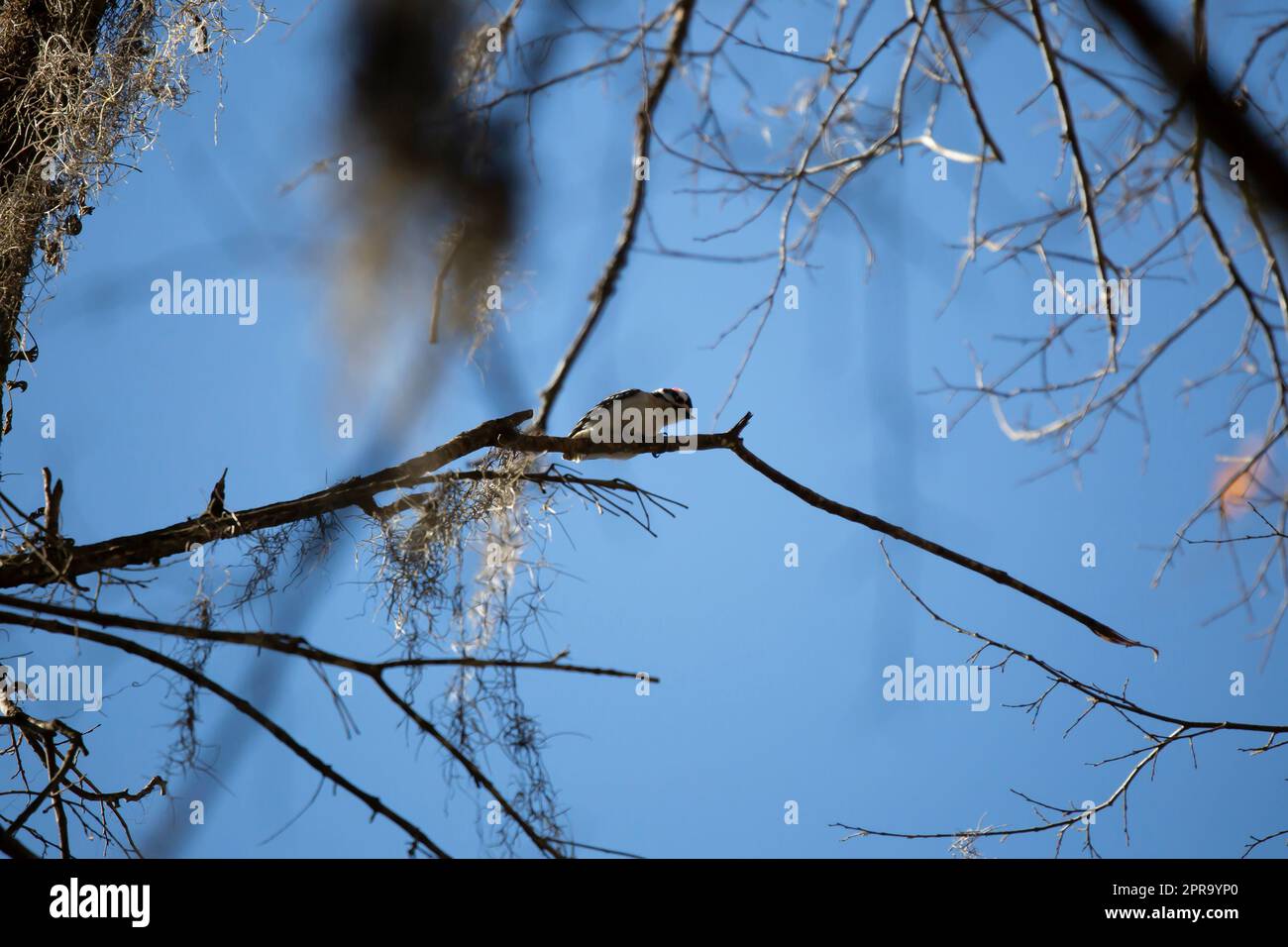 Der männliche Downy Woodpecker ruft von seinem Perch an Stockfoto