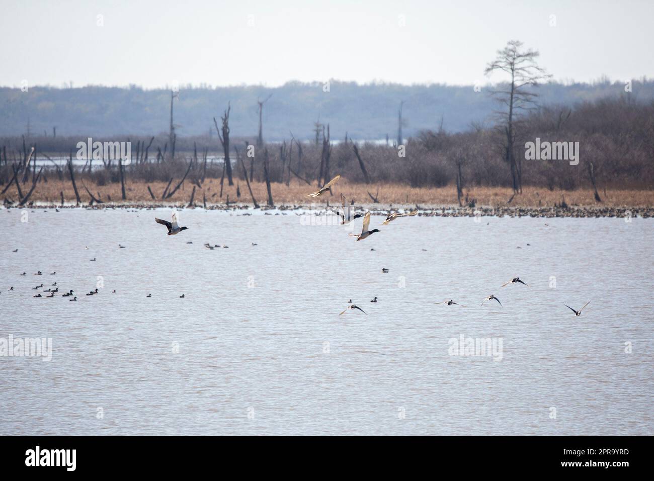 Stockente Enten im Flug Stockfoto