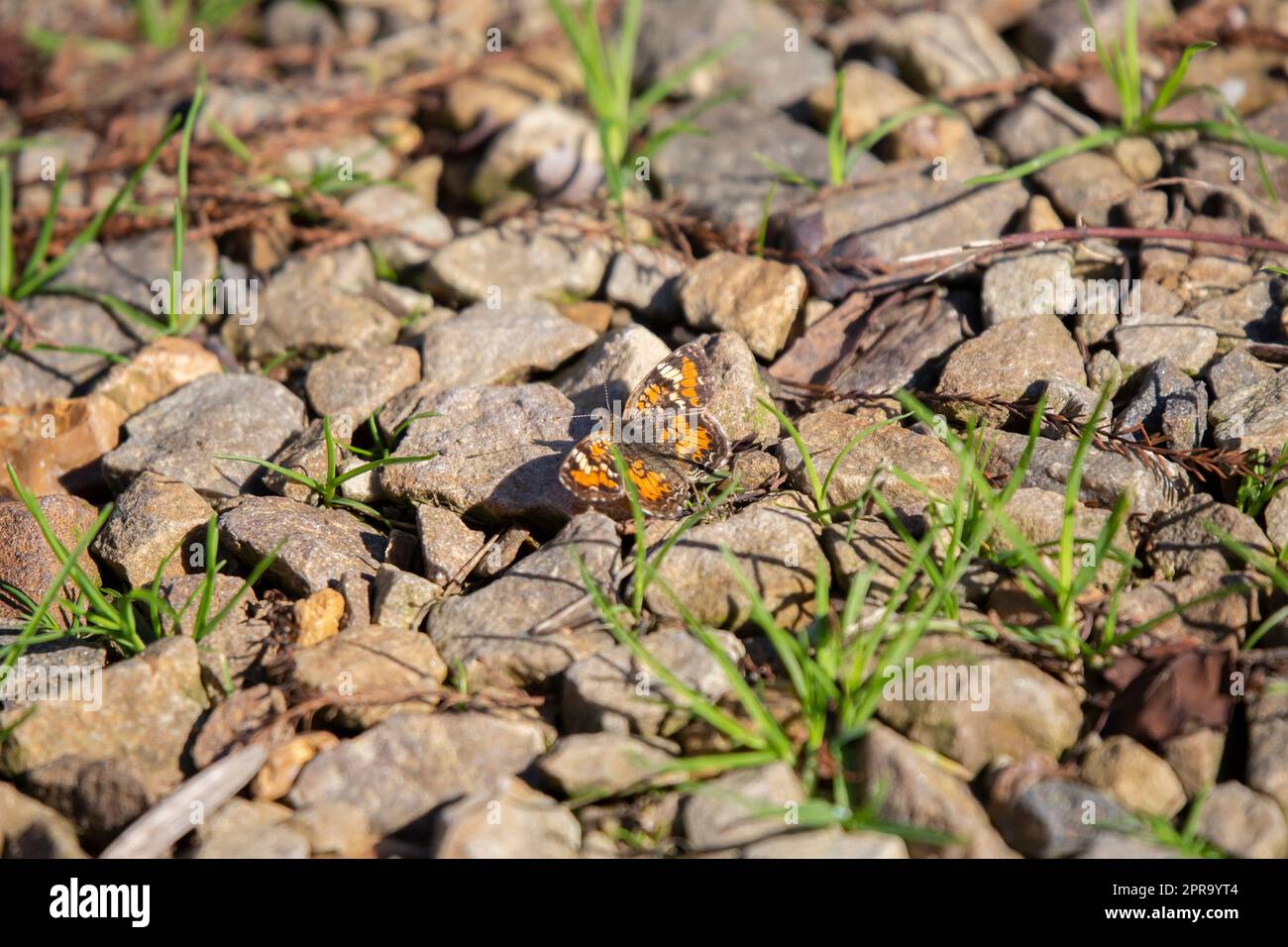 Phaon Crescent Butterfly auf dem felsigen Boden Stockfoto