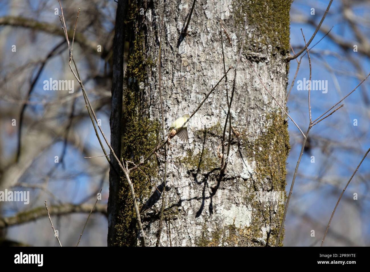 Orangefarbene Warbler-Futtersuche Stockfoto