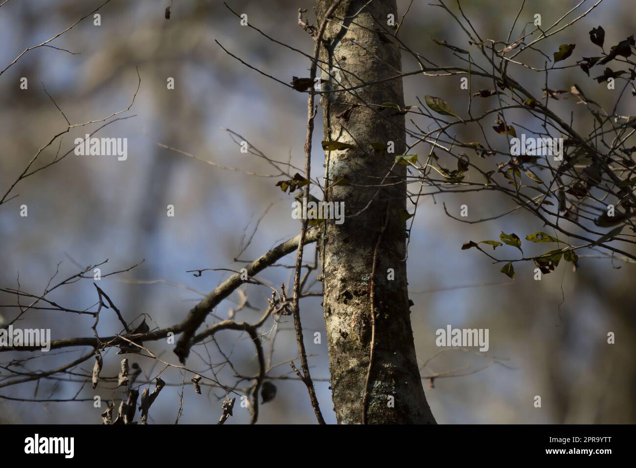 Seltsamer Rubinkönigin Stockfoto