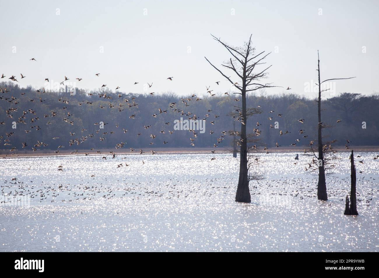 Northern Shoveler und Pintail Ducks im Flug Stockfoto