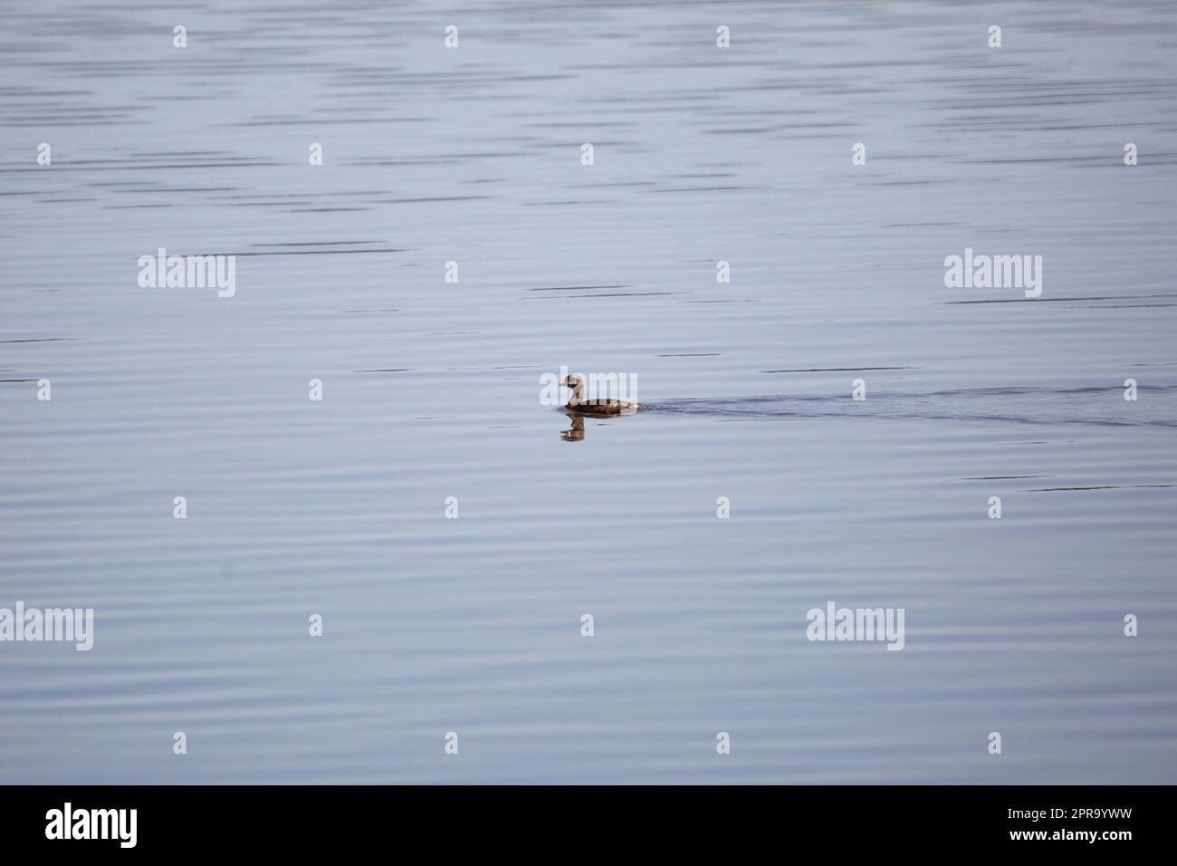 Schwimmen Mit Rattenschnabel Stockfoto