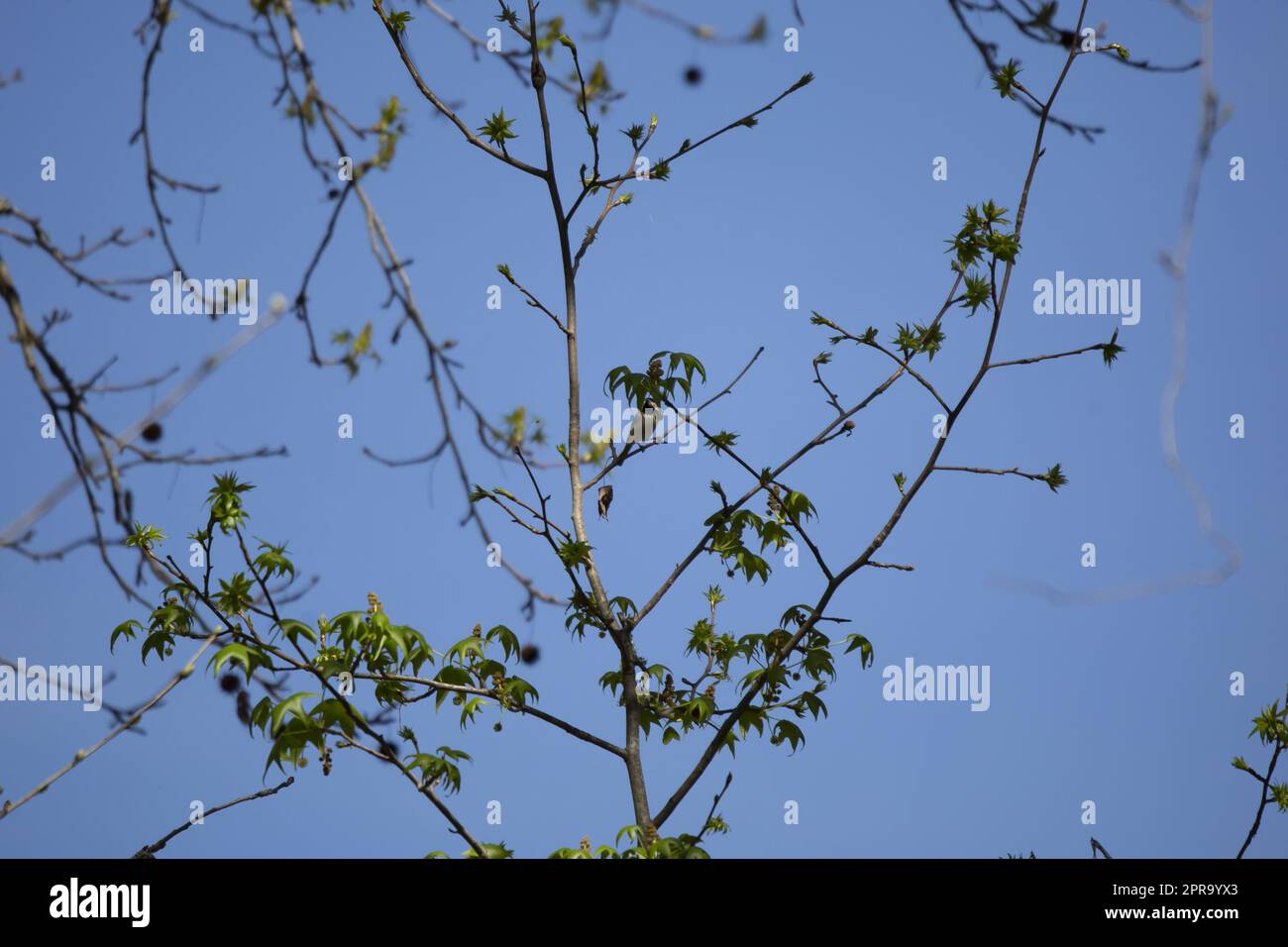 Carolina Chickadee Stockfoto