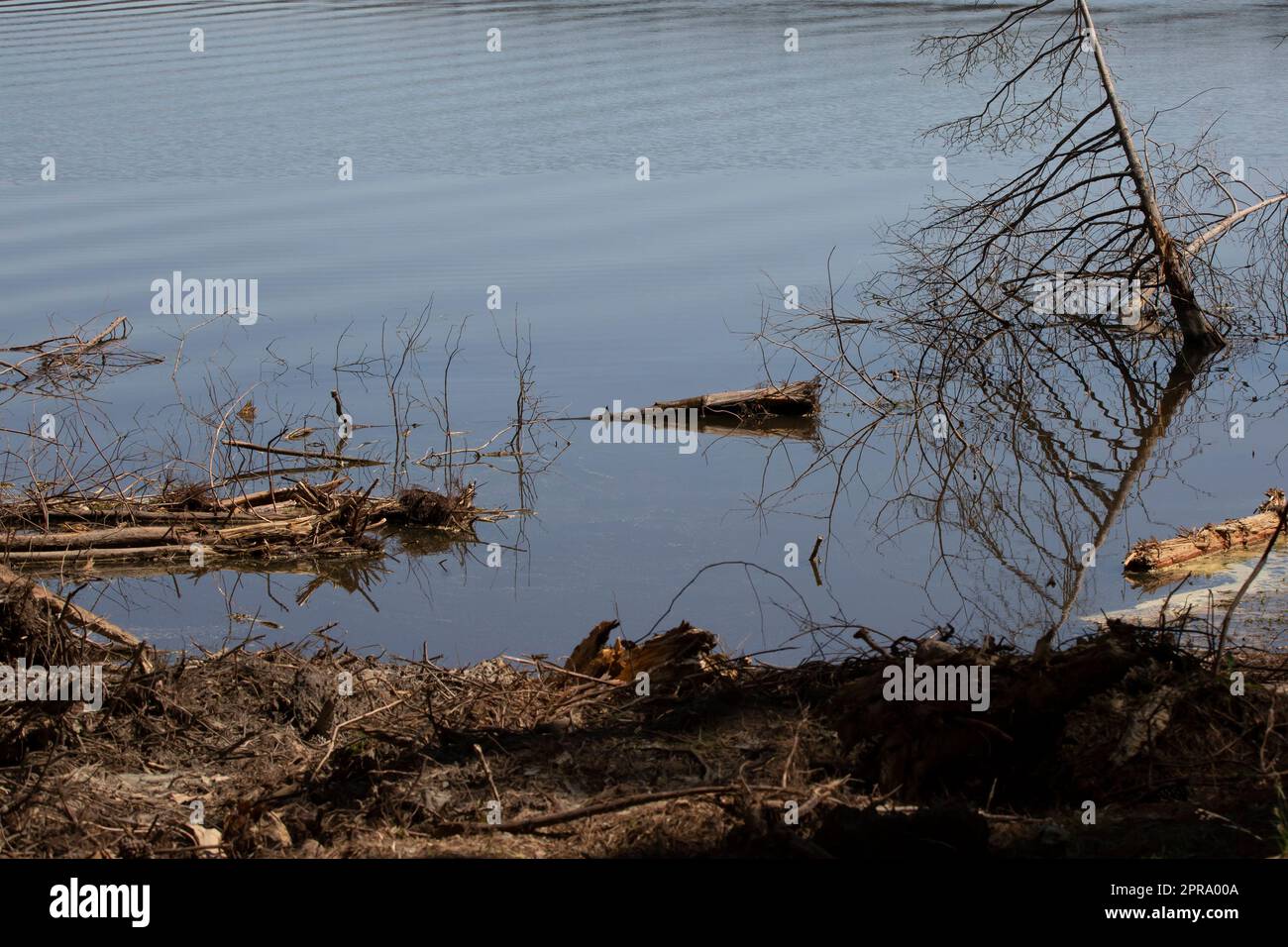 Baumrückstände im Wasser Stockfoto