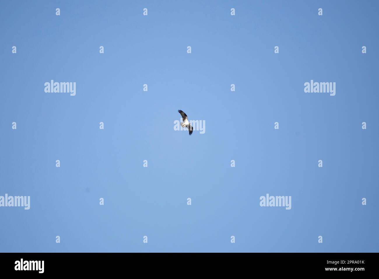 Osprey im Flug jagen Stockfoto