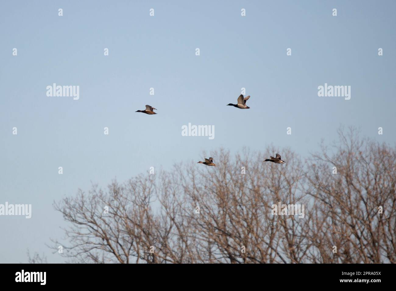 Vier Stockenten im Flug Stockfoto