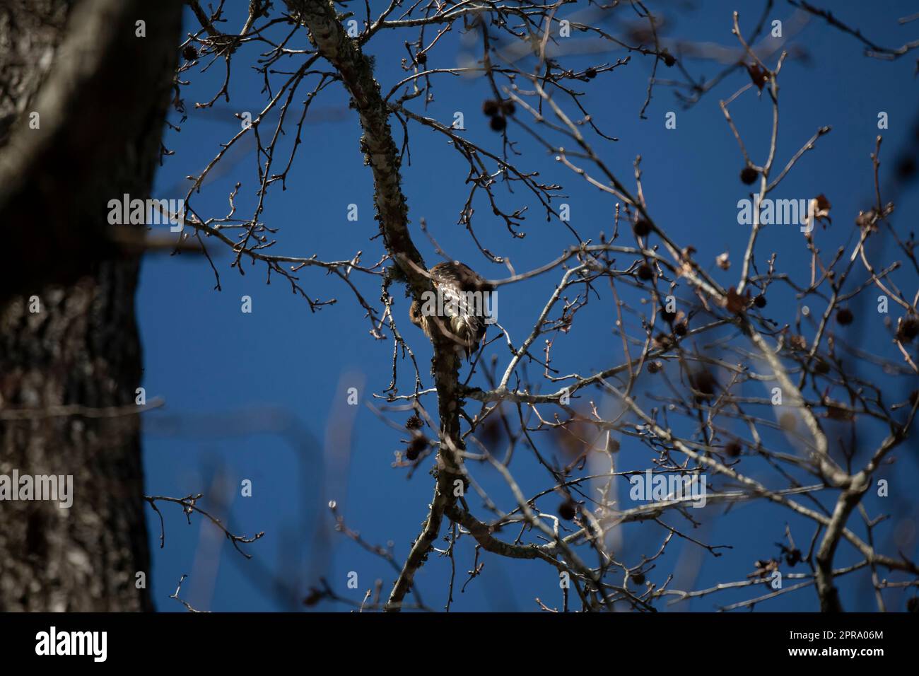 Der Junge Red-Shoulded Falke Stockfoto