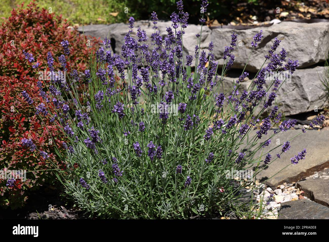 Der blühende Lavendel blüht im Garten Stockfoto