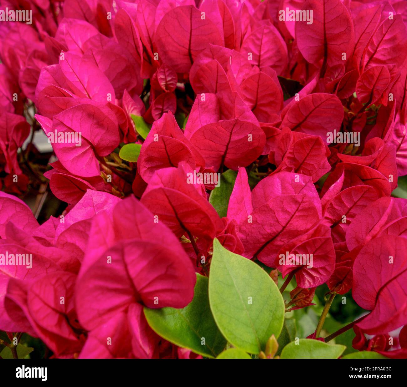 Rote Blätter, Nahaufnahme Stockfoto