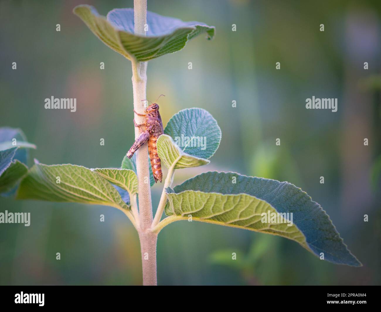 Brauner Grashüpfer, Bombay Locust auf grünem Blatt Stockfoto