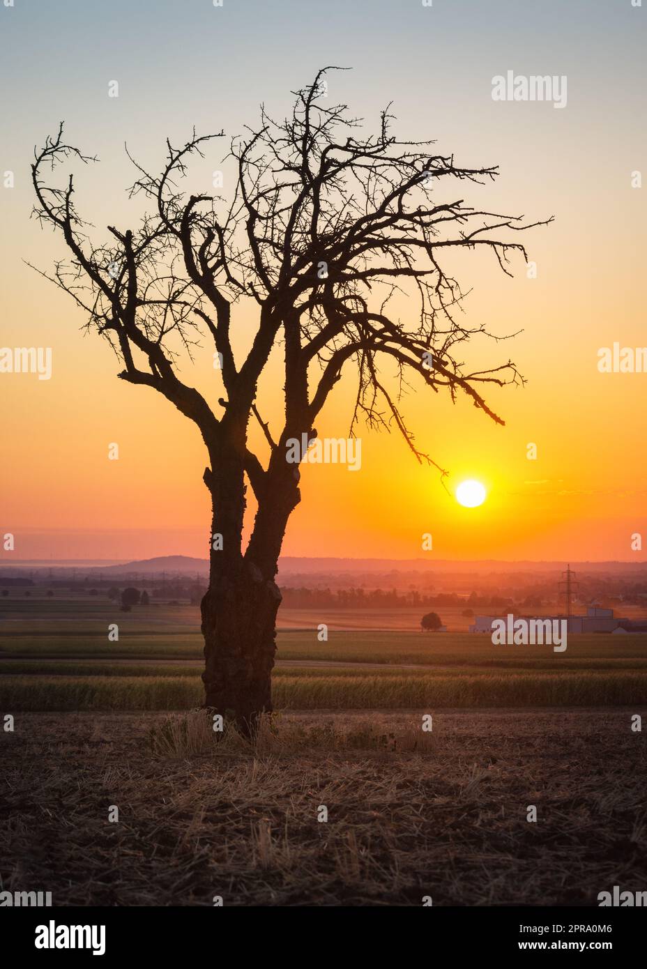 Nackter Baum bei Sonnenaufgang in der Nähe des Neusiedlersees im Burgenland Stockfoto