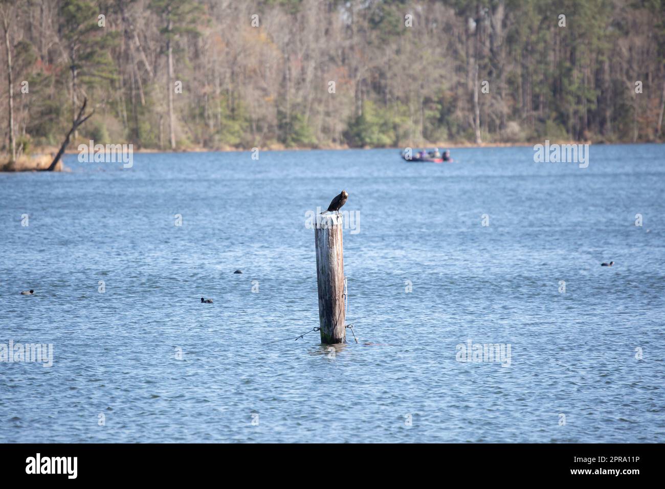 Cormorant-Zahnpflege Mit Doppelkammmuscheln Stockfoto