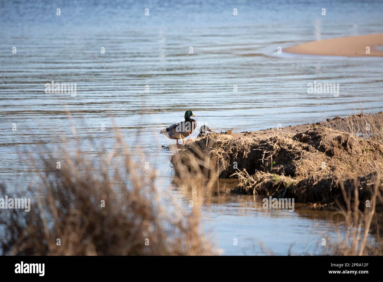 Entspannte Stockente Stockfoto