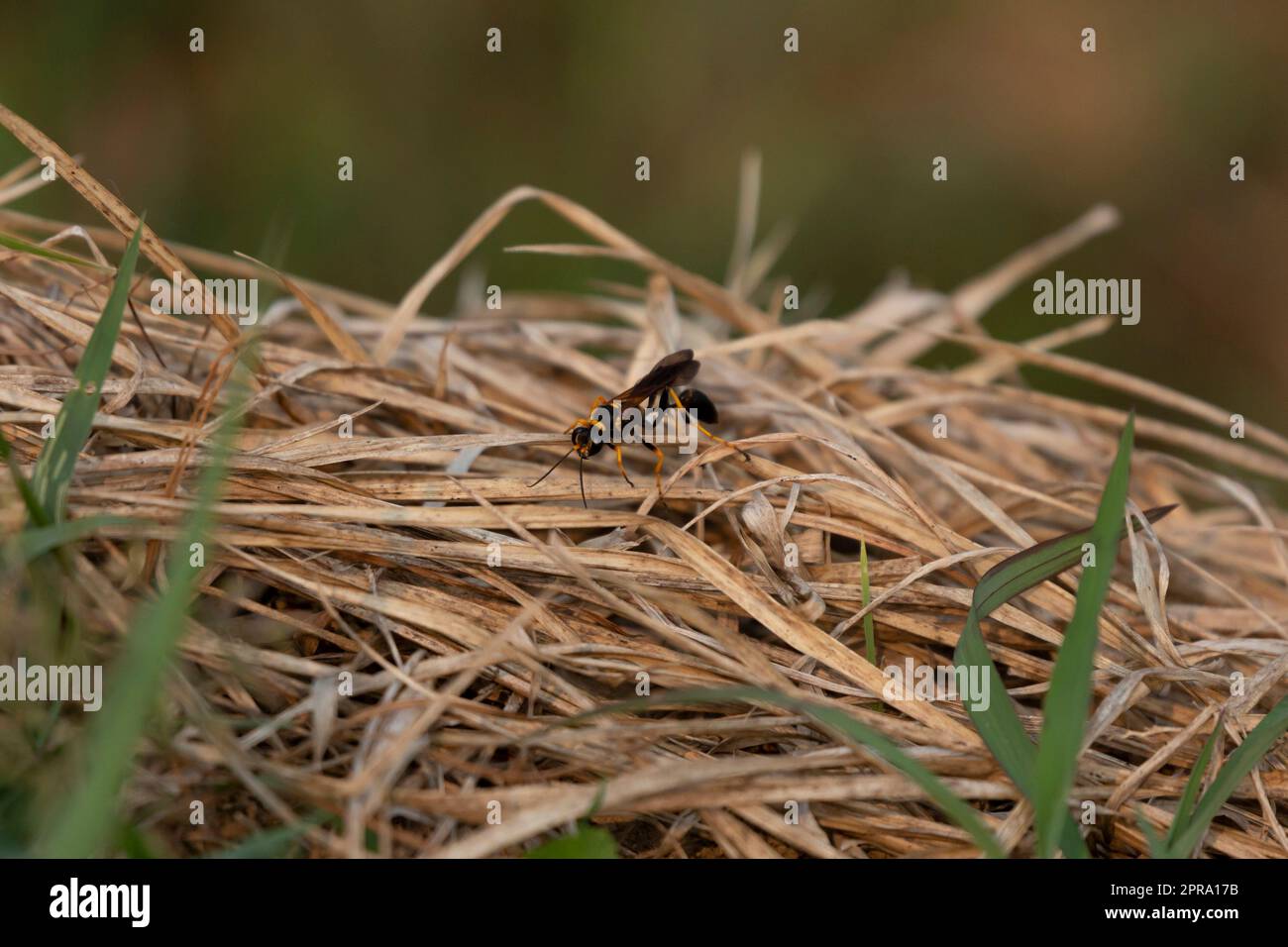 Gelbbbbein-Schlamm-Dauber-Wasp Stockfoto