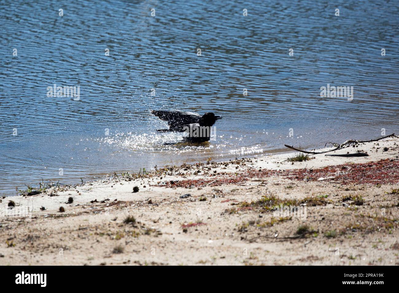 Fischkrähe im Wasser Stockfoto