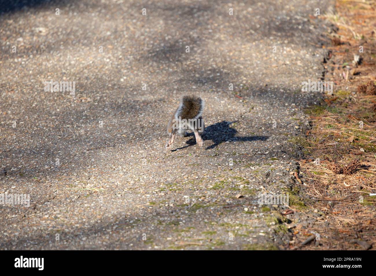 Östliche graue Eichhörnchen Stockfoto
