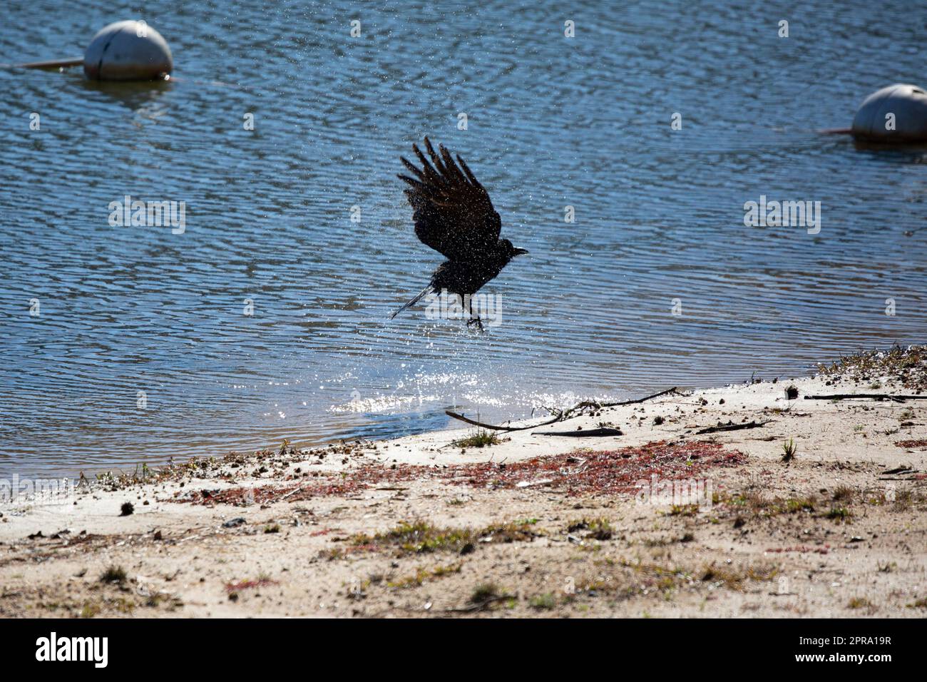 Die Fischkrähe springt aus dem Wasser Stockfoto