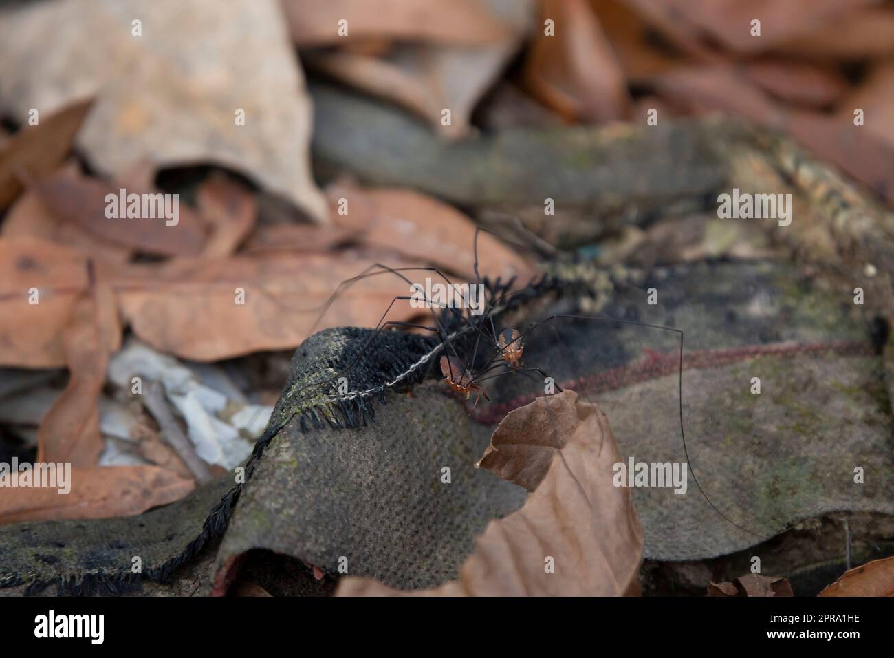 Arachnids Aus Dem Osten Paaren Sich Stockfoto