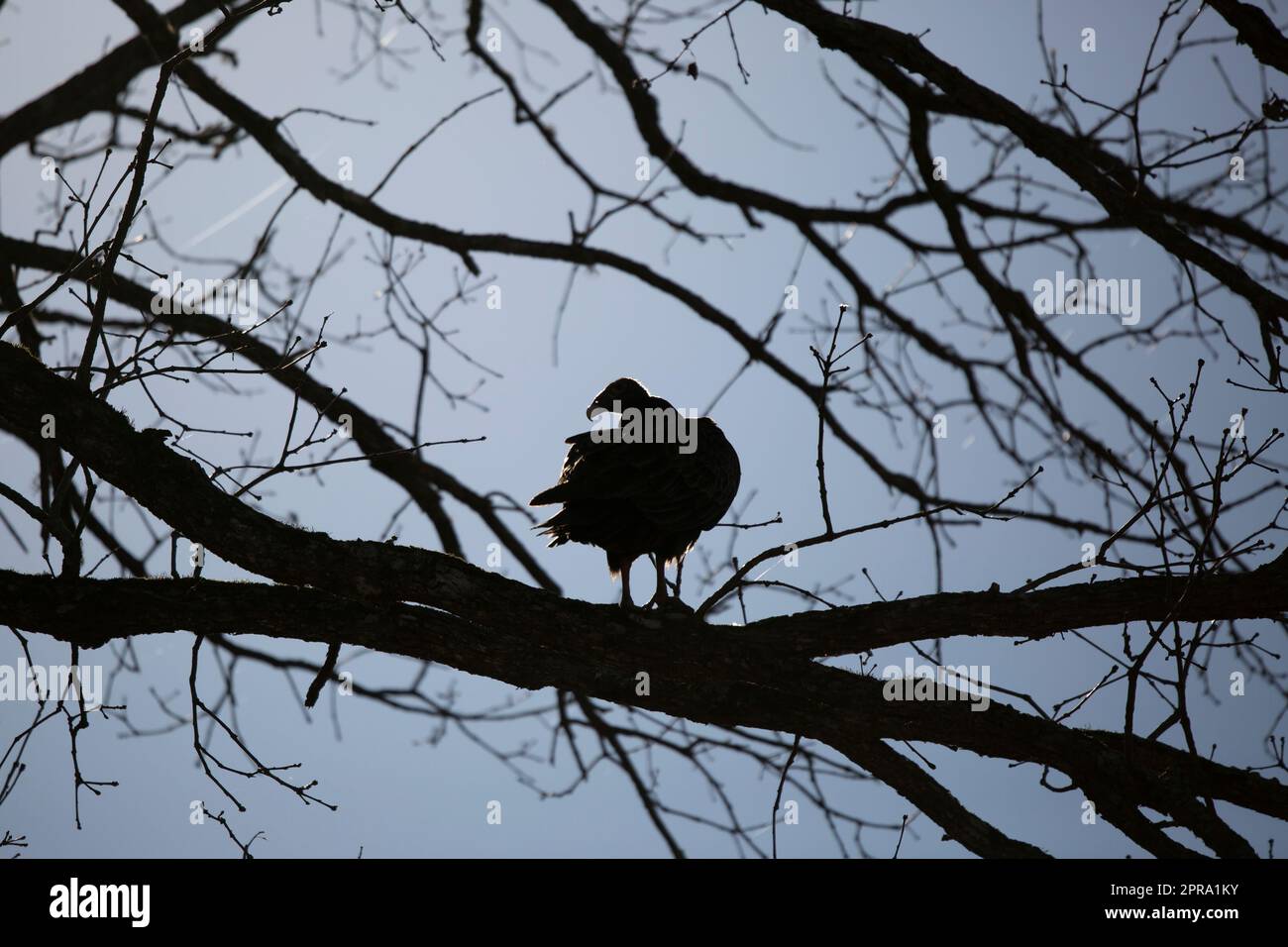 Türkei-Geier Stockfoto