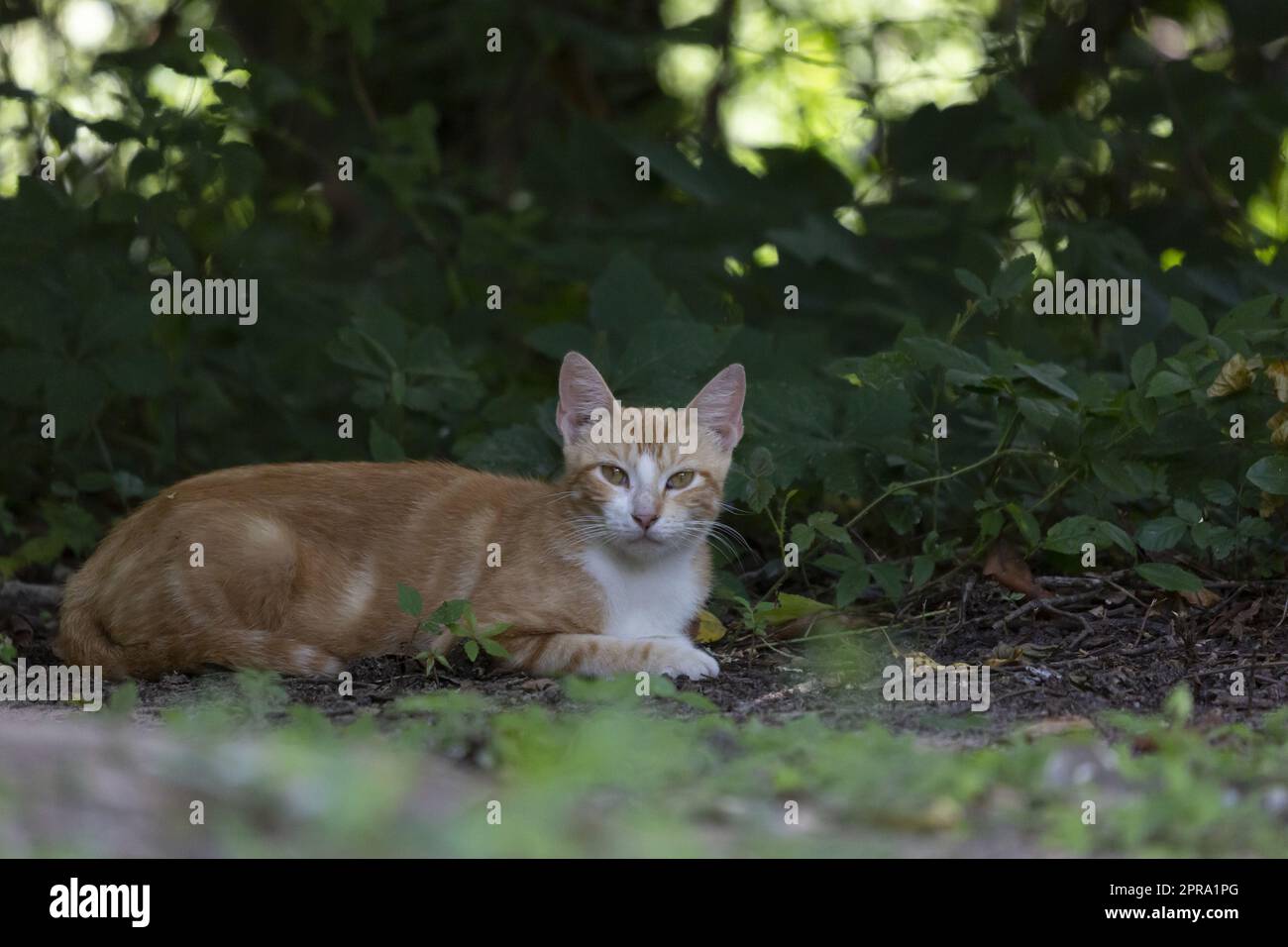 Gelbe Katze Ruht Sich Aus Stockfoto