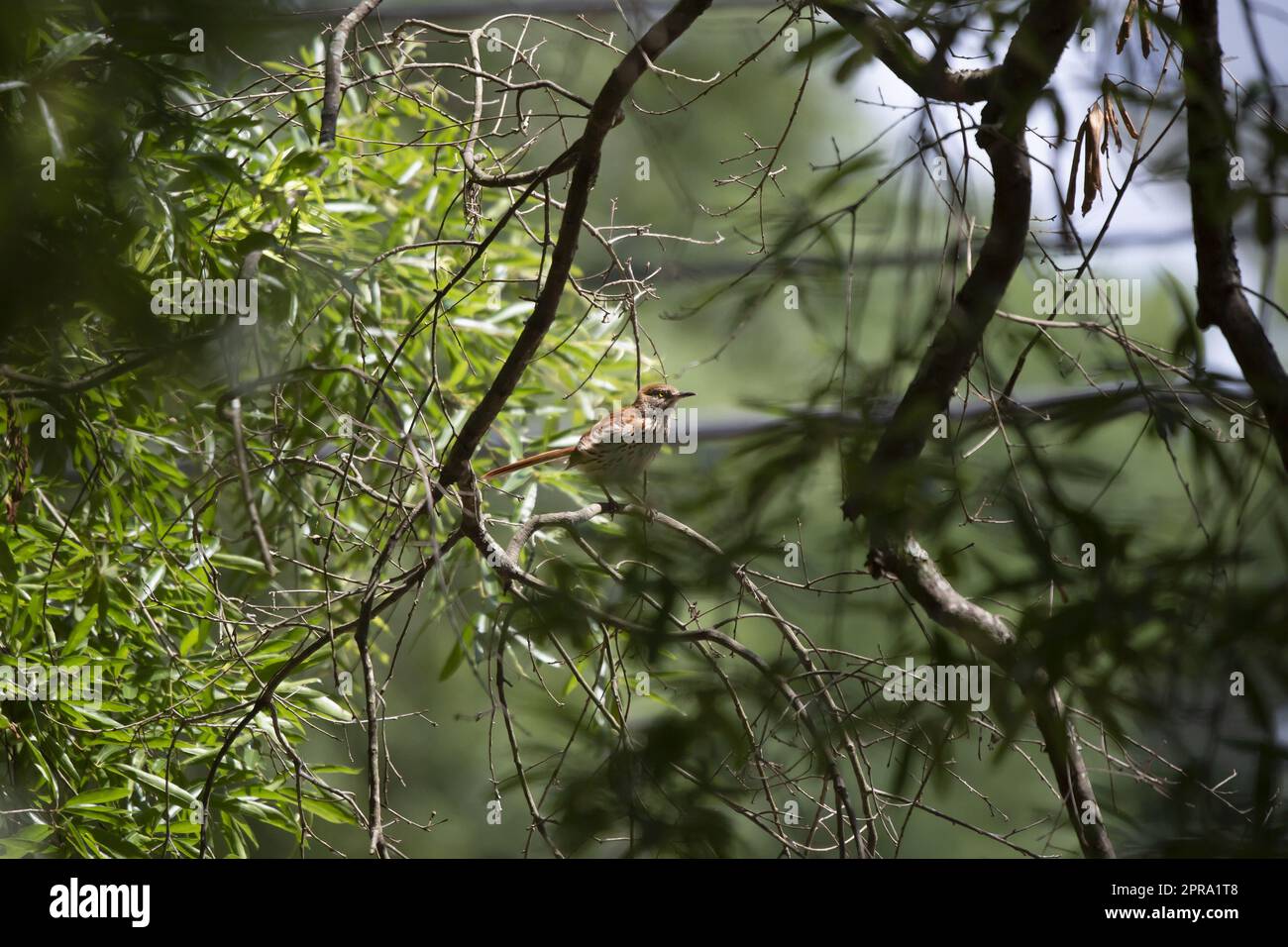 Brauner Thrasher an einem Ast des Baumes Stockfoto