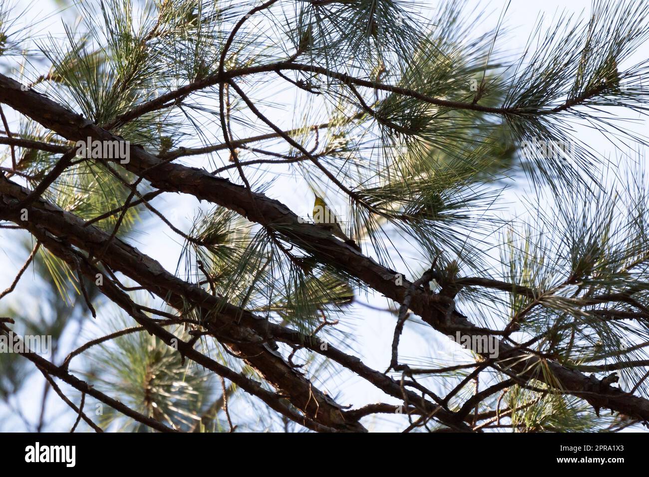 Pine Warbler an einem Glied Stockfoto
