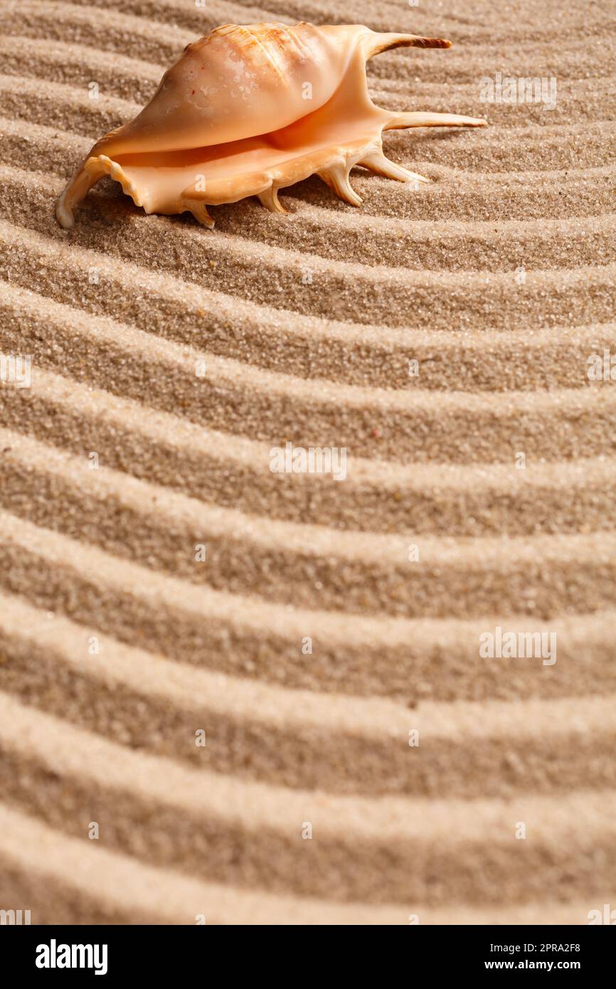 Meeresmuschel auf dem Sand. Sommerstrand im Hintergrund. Platz für Text. Stockfoto