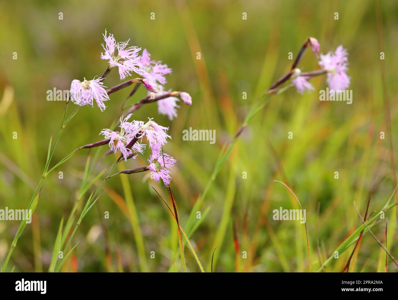 Gefranste rosa Blume oder großes Rosa, Superb Pink in Davos, Schweiz. Sein lateinischer Name ist Dianthus superbus subsp. Alpestris Stockfoto